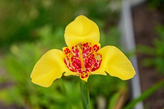 Delicate petals of a yellow Tigridia flower with red spots in the garden.