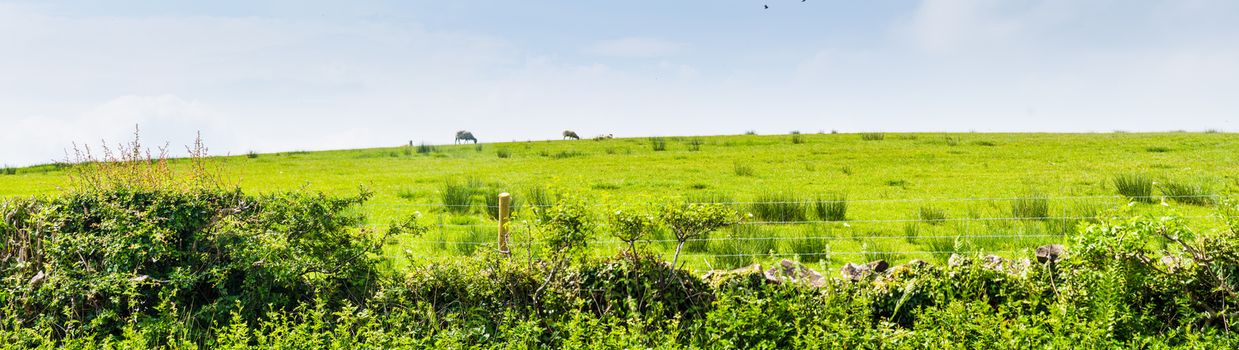 Green Grass and Blue Skies in the Summertime