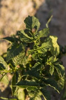 Young potato on soil cover. Plant close-up. The green shoots of young potato plants sprouting from the clay in the spring