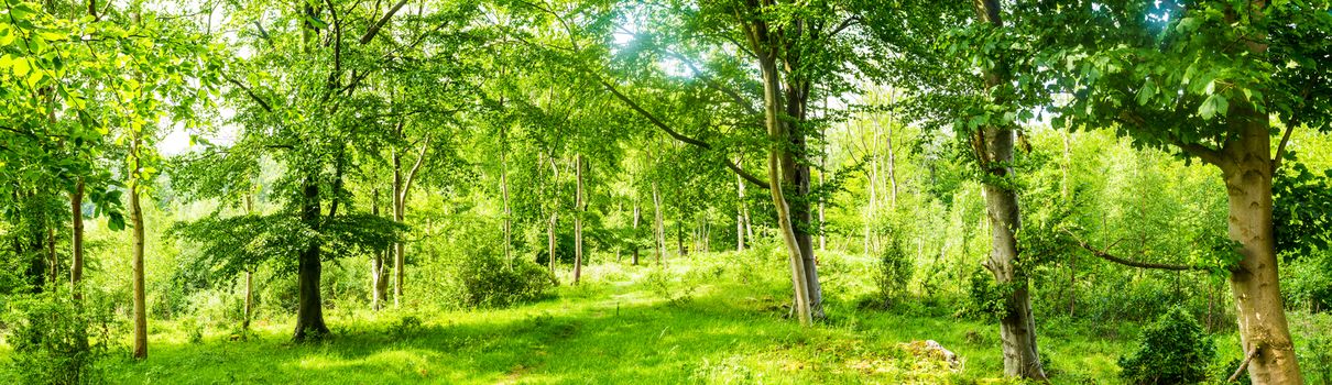 Panorama of a english woodland with sunlight shining through the tree tops