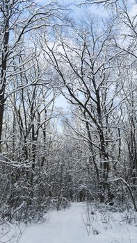 Beautiful winter forest with a trees covered with a white snow