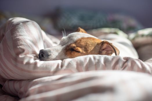 Pet terrier asleep between bedding at home