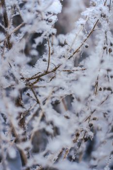 Dry plant covered with snow close-up on a frosty winter day in the outdoor.