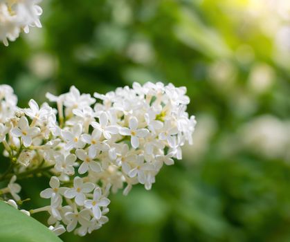 Branch of blossoming white lilac on a sunny day close up on a blurred background.