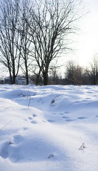 Beautiful winter forest with a trees covered with a white snow