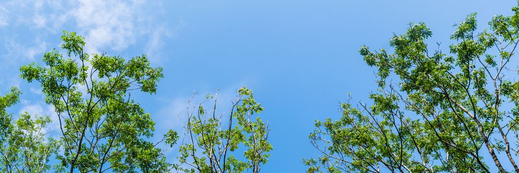 The tops of trees in forest against blue sky with clouds background
