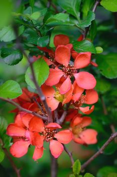 Blooming Japanese quince with bright flowers outdoors in spring day close up