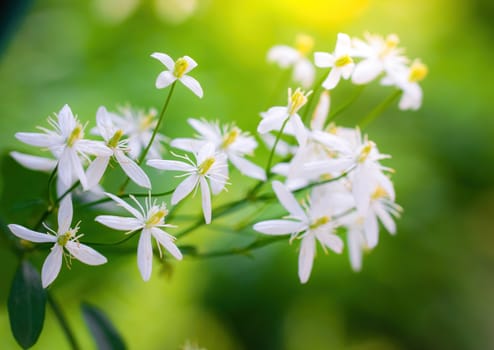 Branch of a tree with white flowers close-up in spring on a sunny day.