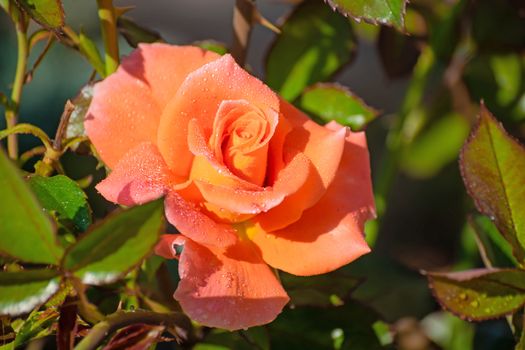 Orange rose flower close up on a green blurred background.
