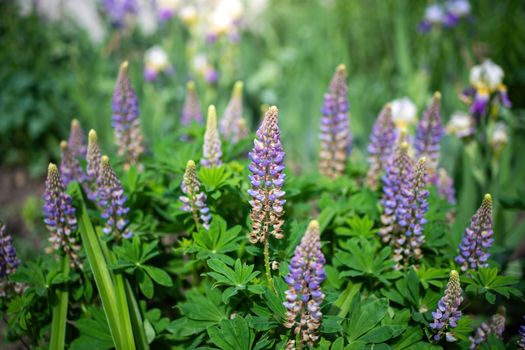 Lupine flower close-up in the garden