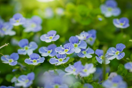Blue flowers Veronica speedwell closeup in meadow