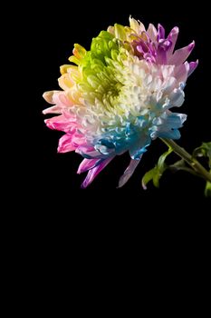 Multicolored flower on black background