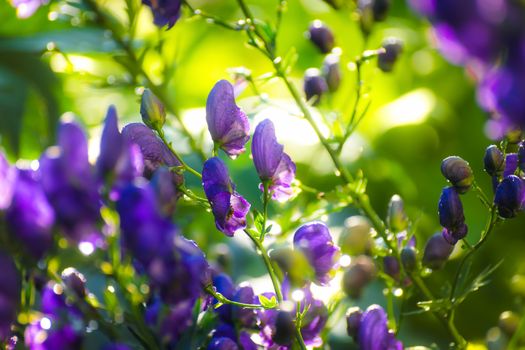 Aconite flower after rain commonly known as aconitum, monkshood, wolf.