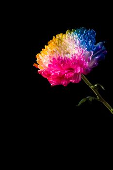 Multicolored flowers  on black background