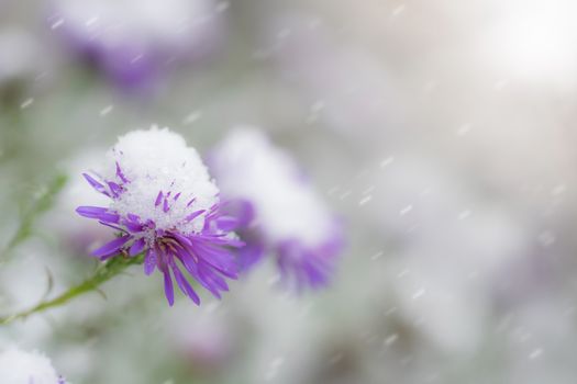 Flower of alpine asters under snow in the garden in late fall close up.