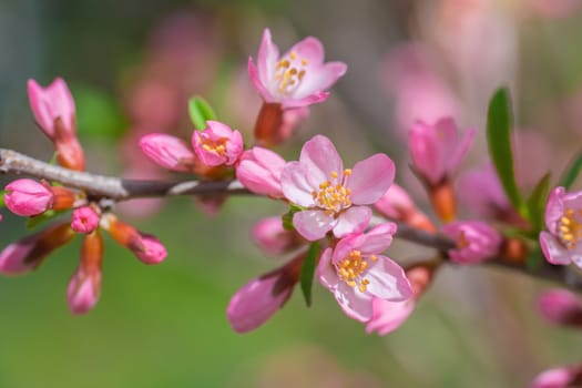 Spring flowering pink almond closeup on a sunny day.
