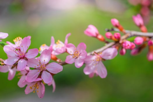 Spring flowering pink almond closeup on a sunny day.