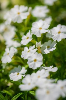 White phlox flower close up in garden on a summer day