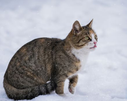 Cat lick in the snow on a winter day outdoors