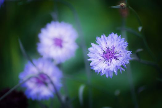 Blue cornflower flower close up on a green blurred background.