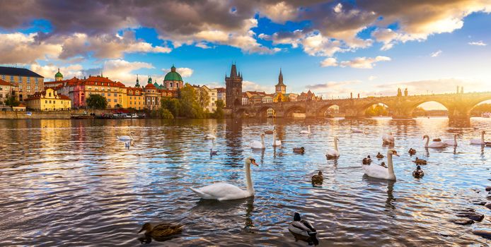 View of Prague Charles bridge near the Vltava river. Swan on the river. Swans swim in the Vltava river. Charles Bridge at sunset, Swans swim. Charles Bridge in Prague with swans in the foreground.