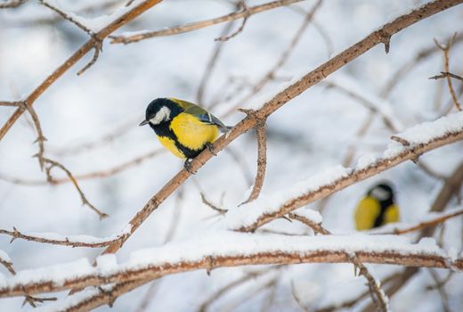 Titmouse on a snowy winter day sitting on a tree branch.