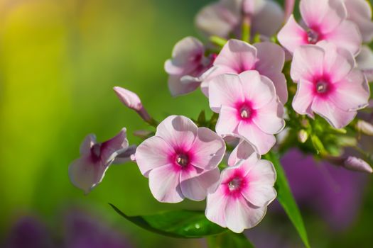 Pink phlox flower close up in summer garden