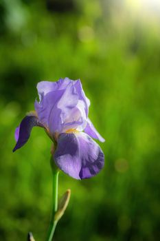 Blooming violet iris on a summer day outdoors on blur background.
