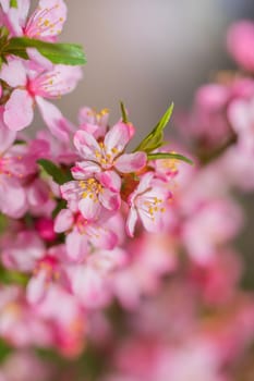 Spring flowering pink almond closeup on a sunny day.