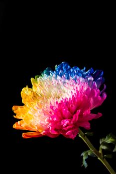 Multicolored flowers  on black background