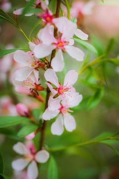 Flowering pink almond close up