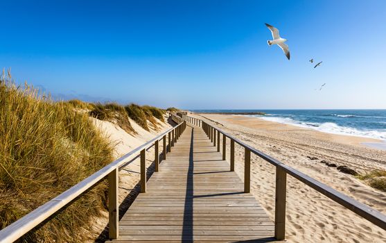 Wooden path at Costa Nova d'Aveiro, Portugal, over sand dunes with ocean view and seagulls flying over Praia da Barra. Wooden footbridge of Costa Nova beach in a sunny day. Aveiro, Portugal. 