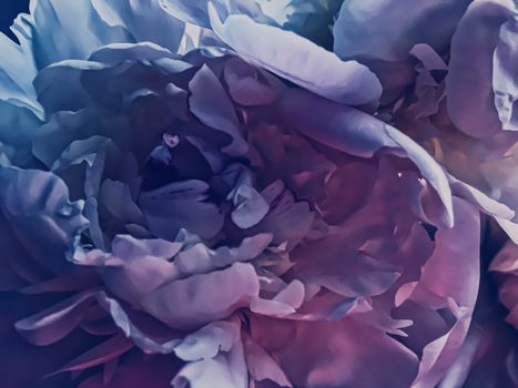 Purple peony flower as abstract floral background for holiday branding design