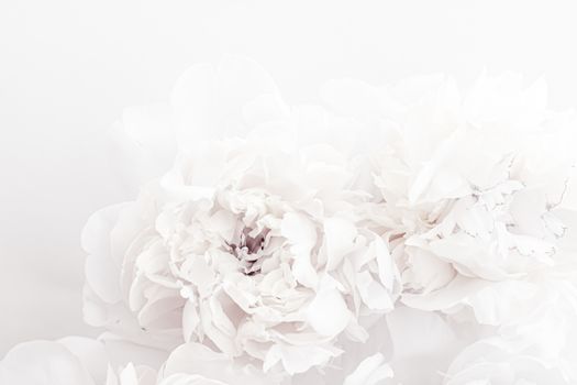 Pure white peony flowers as floral art background, wedding decor and luxury branding design