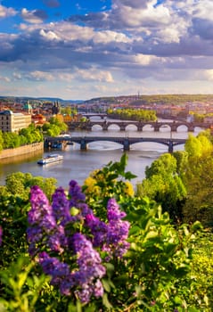 Amazing spring cityscape, Vltava river and old city center with colorful lilac blooming in Letna park, Prague, Czechia. Blooming bush of lilac against Vltava river and Charles bridge, Prague, Czechia.