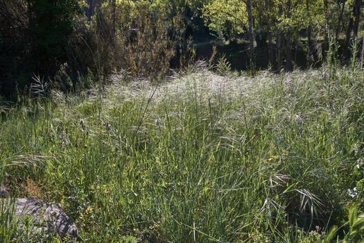 Plain full of vegetation on a sunny day, green, abundant, thick