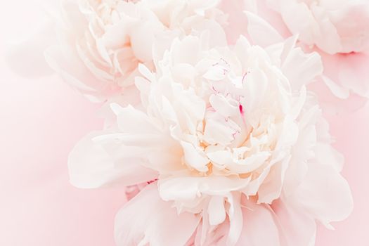 Peony flowers in bloom as floral art on pink background, wedding flatlay and luxury branding design