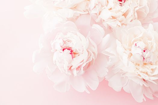 Peony flowers in bloom as floral art on pink background, wedding flatlay and luxury branding design