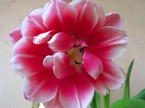 Fresh pink fluffy tulip closeup for Mother Day