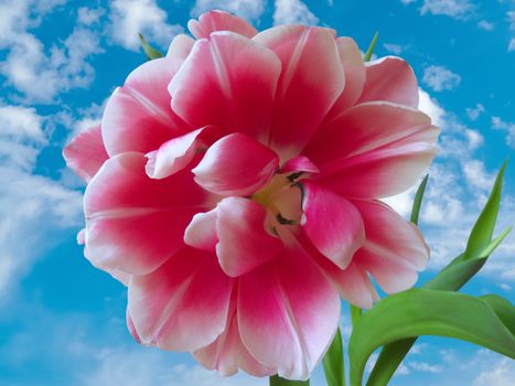 Fresh pink fluffy tulip closeup against blue sky