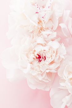 Peony flowers in bloom as floral art on pink background, wedding flatlay and luxury branding design