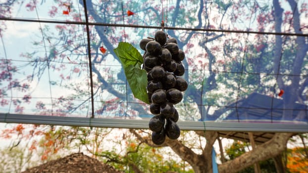 Purple grapes hanging from a branch. Bunch of juicy grapes in the vineyard.