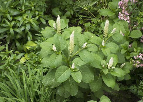 Phytolacca americana or american pokeweed or simply pokeweed plant