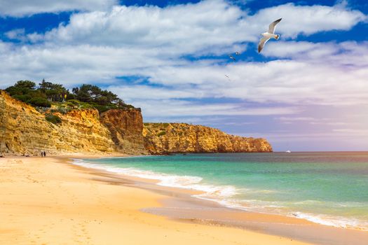 Praia de Porto de Mos with seagulls flying over the beach, Lagos, Portugal. Praia do Porto de Mos, long beach in Lagos, Algarve region, Portugal. 