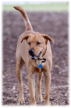 Young Labrador retrievers playing in the Yard. Lab Puppies playing outside for the first time.