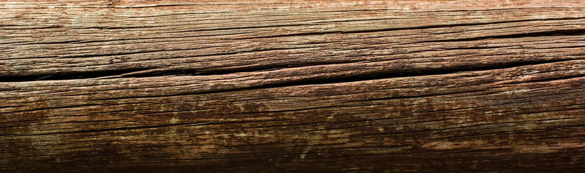 Tree trunk background. Panorama photo.