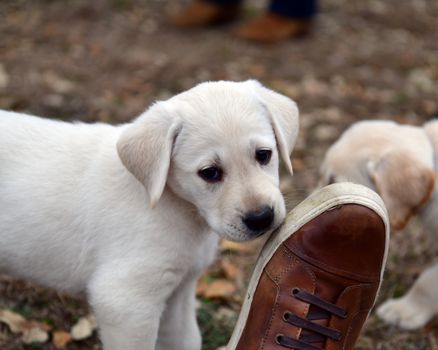 Young Labrador retrievers playing in the Yard. Lab Puppies playing outside for the first time.