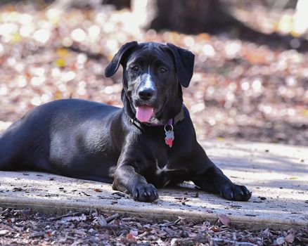 Young Labrador retrievers playing in the Yard. Lab Puppies playing outside for the first time.