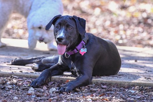 Young Labrador retrievers playing in the Yard. Lab Puppies playing outside for the first time.