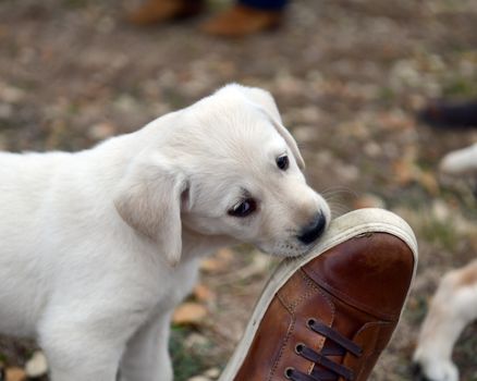 Young Labrador retrievers playing in the Yard. Lab Puppies playing outside for the first time.